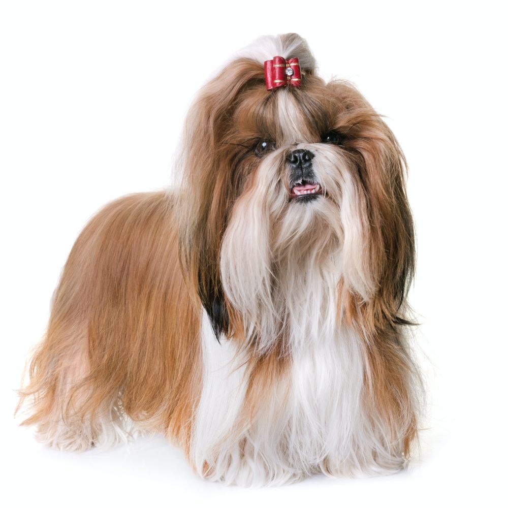 shihtzu in studio